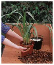 hold the plant steady and central, fill in with fresh orchid potting bark